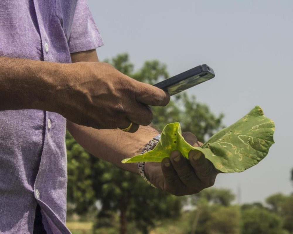 Aplicativos para Descobrir Doenças em Plantas